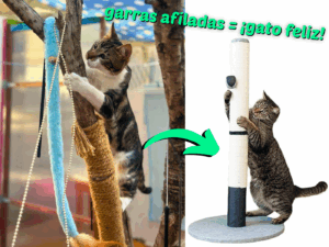 Lolo gato de Tarifa adoptame rascador para garras gatos
